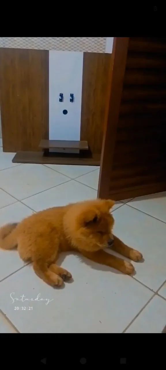 Cachorro Chow Chow filhote