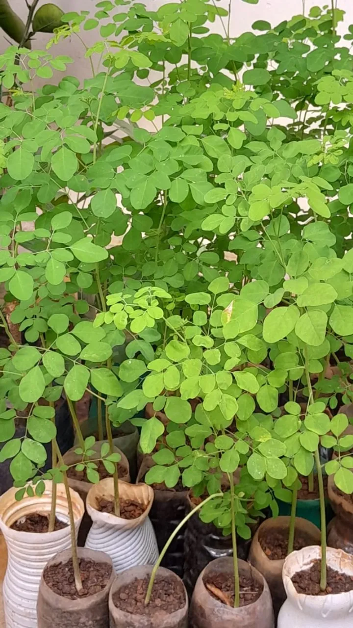 Moringa Oleifera (vendo mudas