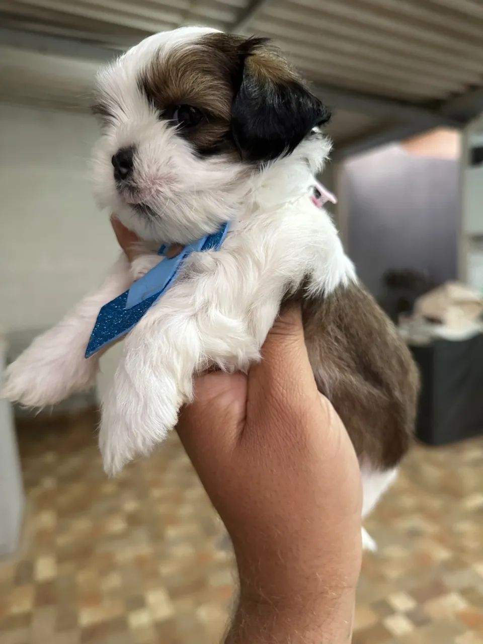 Shih tzu machinho - lindo filhote Tricolor  - Foto 4