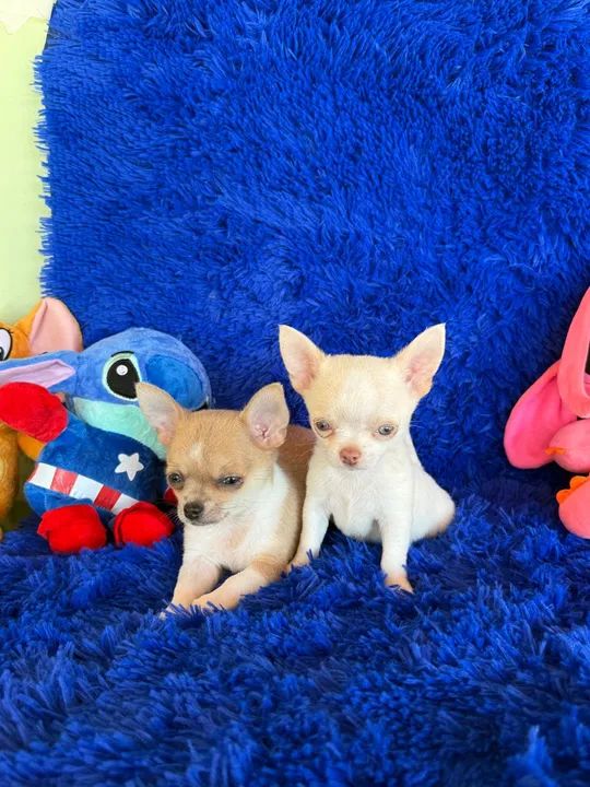 Chihuahuas miniaturas disponíveis  C/ pedigree  - Foto 5