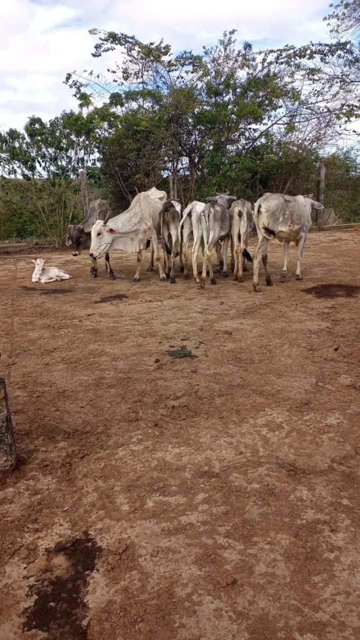 Vendo ou troco  - Foto 2