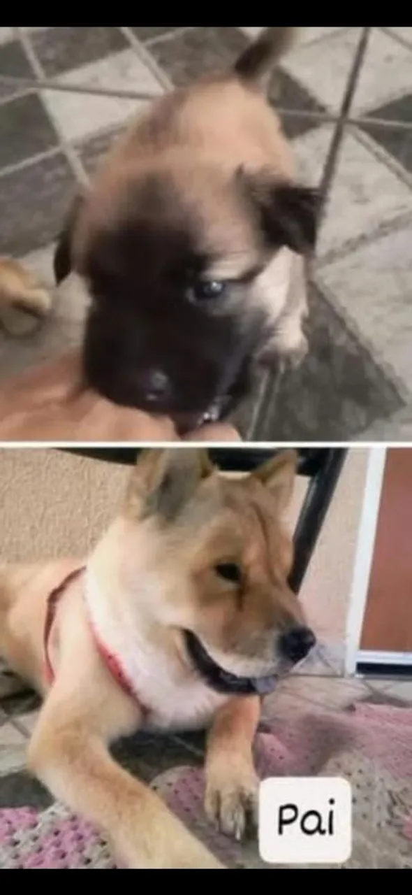 Filhote Chow Chow parcela no cartão com taxa da maquina