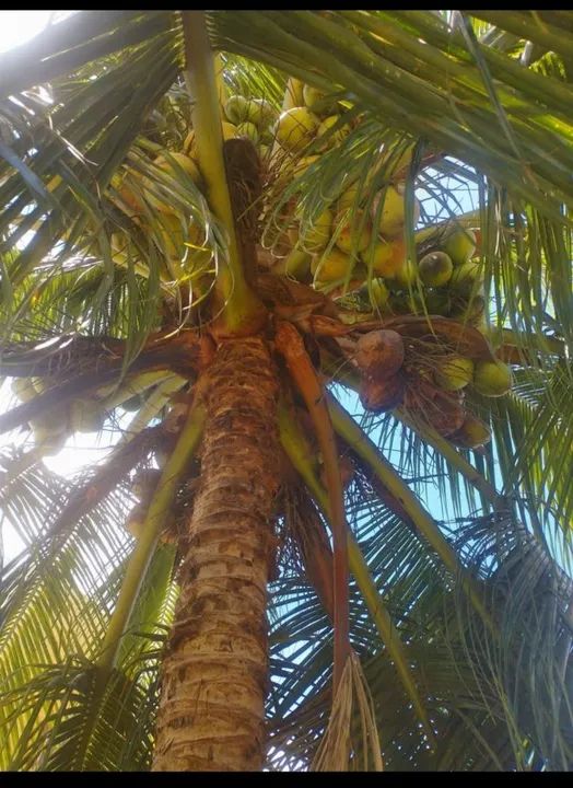 Mudas de coqueiro coco Anão - Foto 2