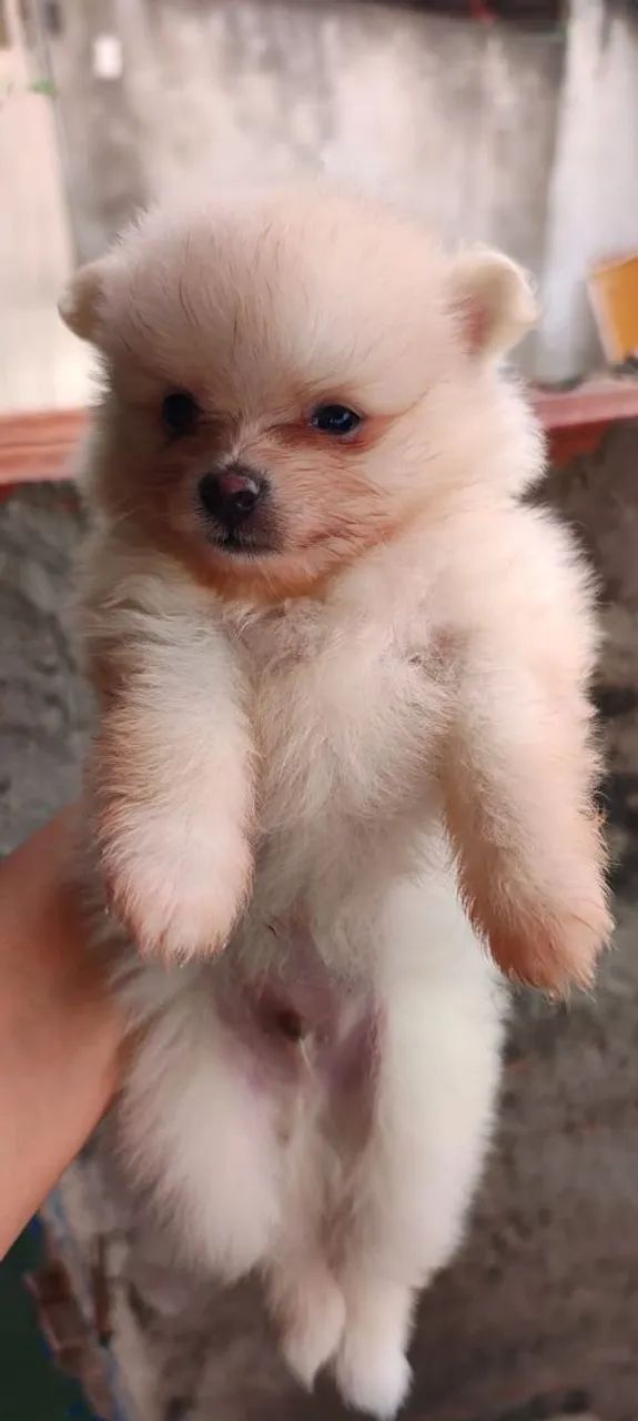 Filhote de Spitz alemão Lulu