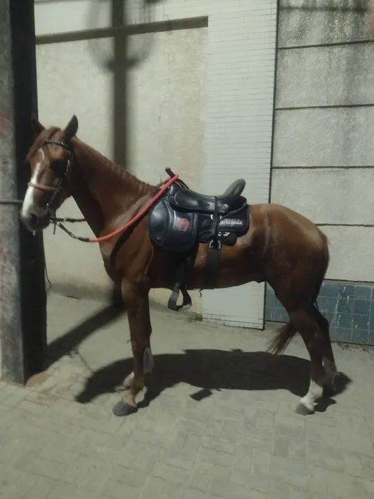 Cavalo Mangalarga Marchador - Foto 5