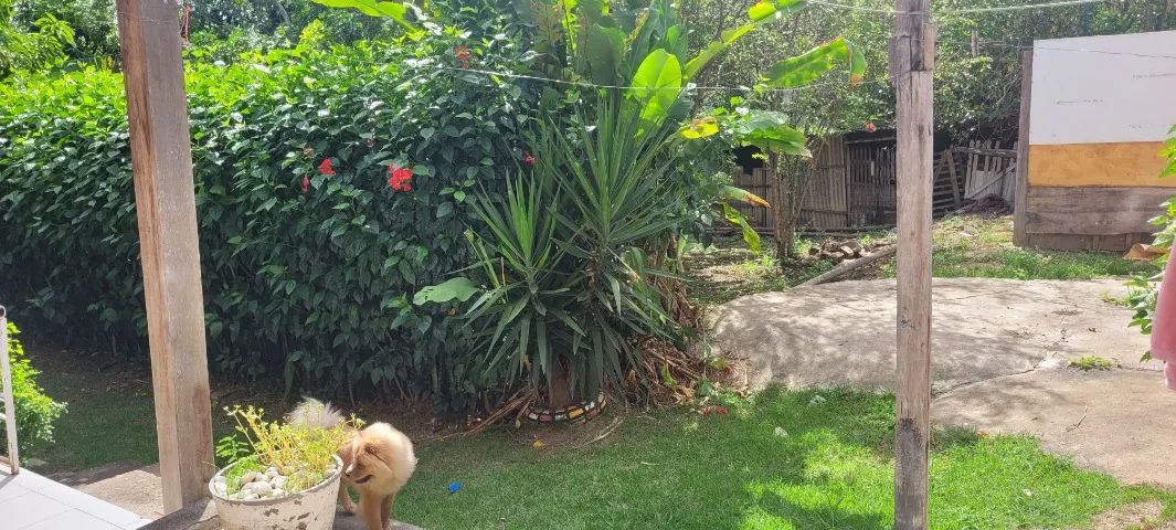 Casa para alugar no São João  - Foto 3