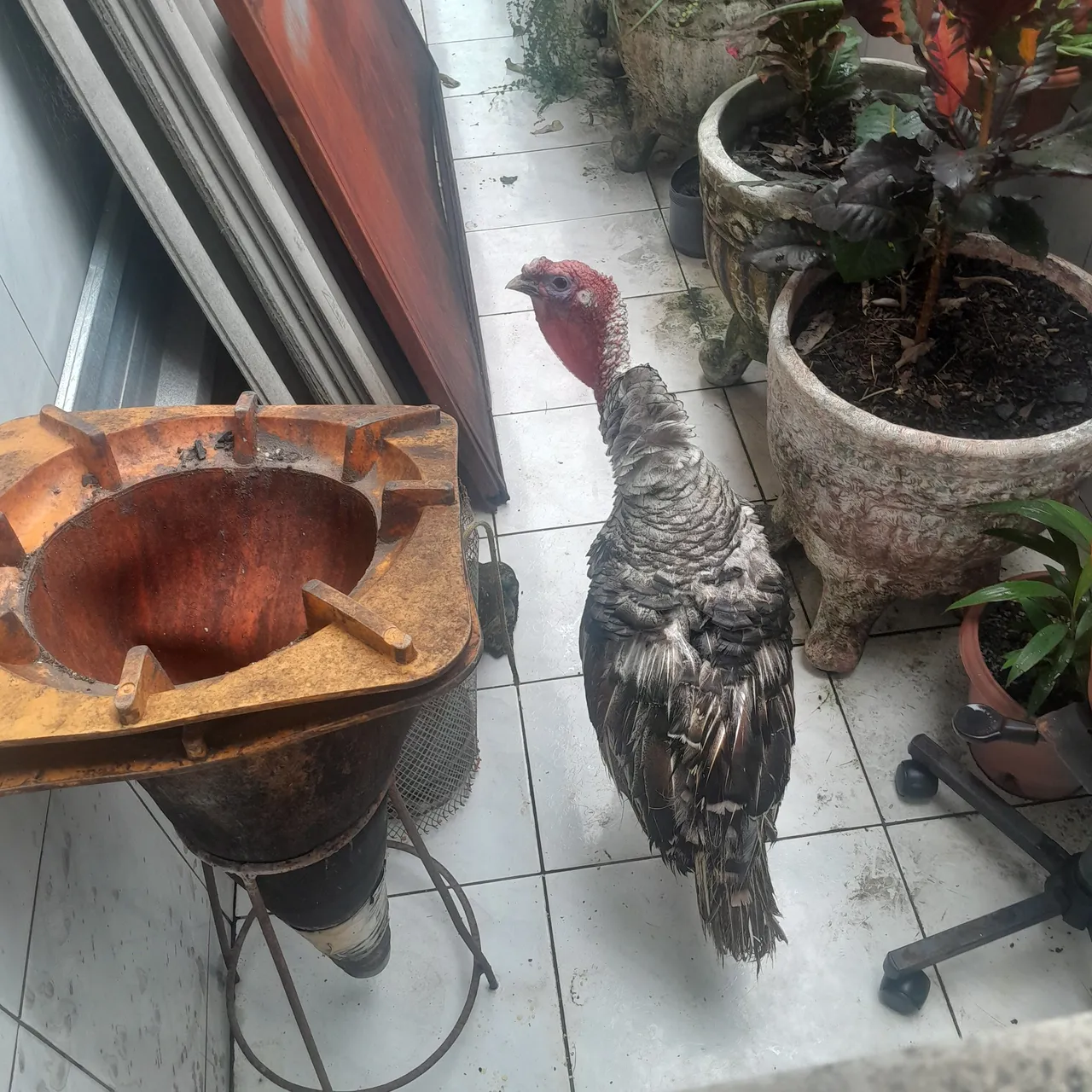 Vende-se Peru MACHO