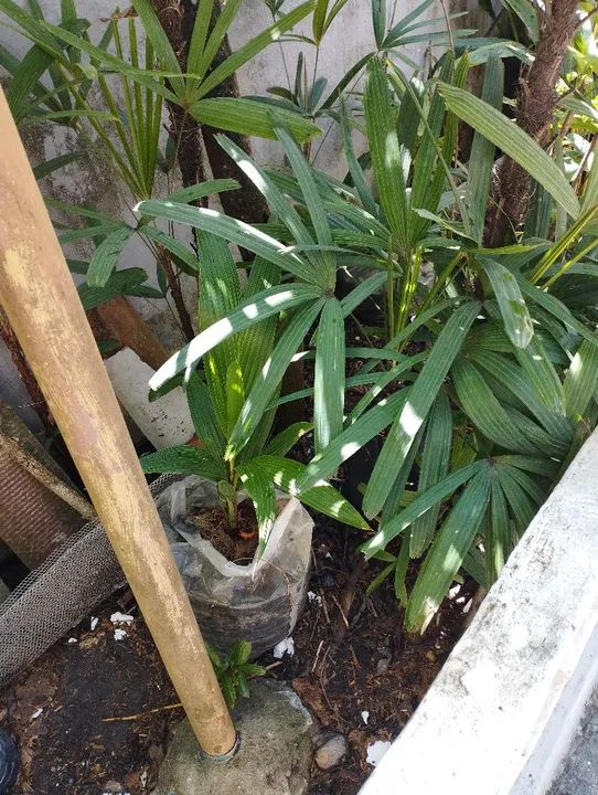 Mudas de coqueiro coco Anão - Foto 3