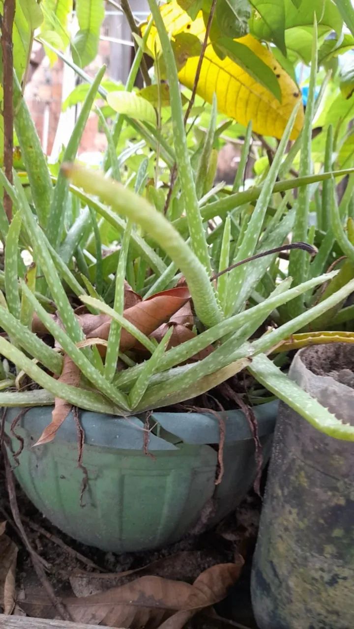vendo mudas de plantas  - Foto 3
