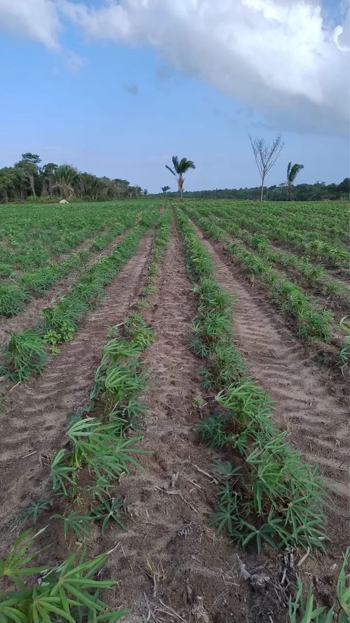 VENDO FAZENDA EM ( BRAGANÇA ) - Foto 3
