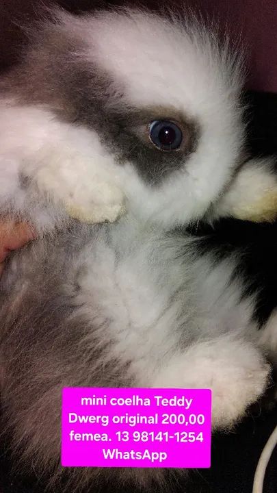 Mini Teddy femea 200