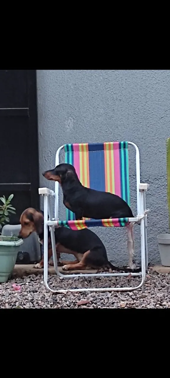 Filhotes de Dachshund ( salsicha)