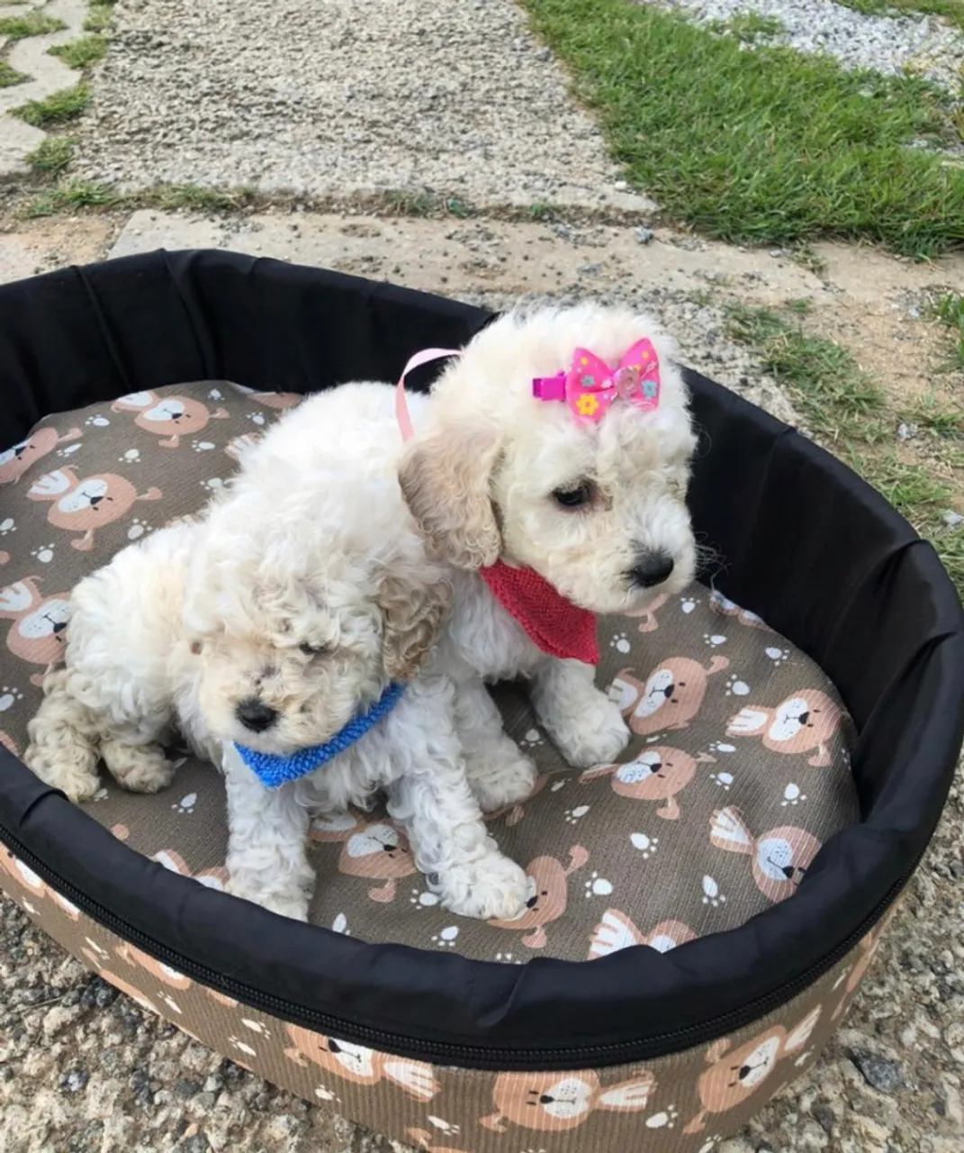 Poodle Toy miniatura 