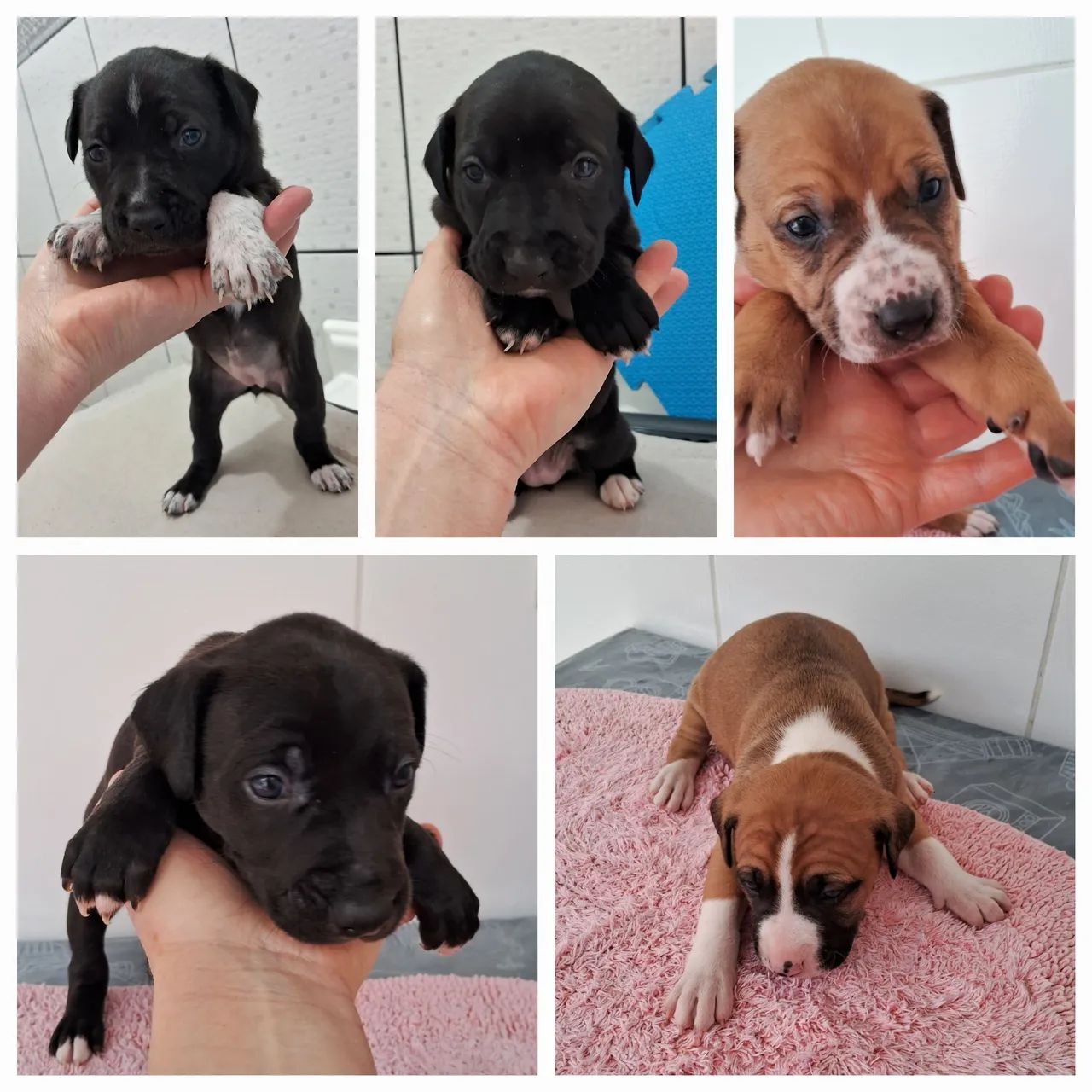 Filhotes de cães - Lindos e saudáveis