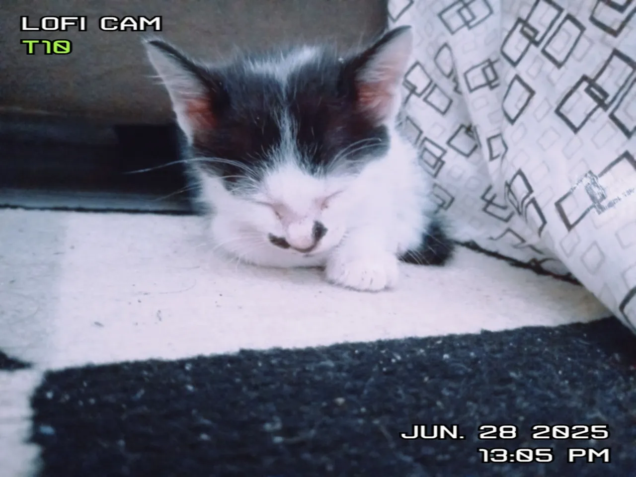 Filhotes de gatos para adoção