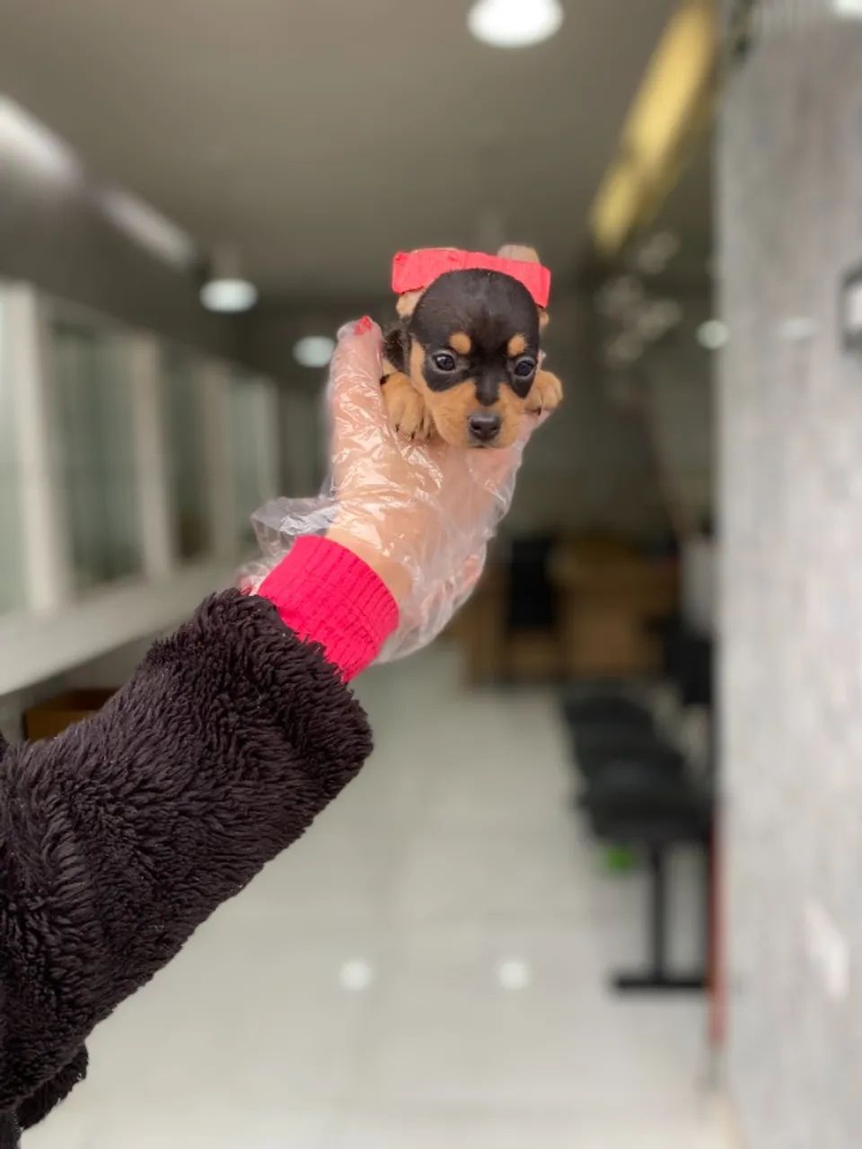 Pinscher 0 - Filhotinha pretinha com canela, 56 dias, bem pequena - Dani