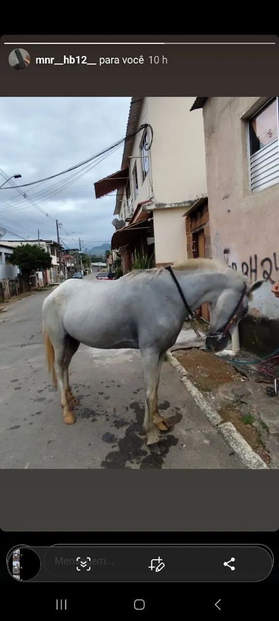 Cavalo Branco para Venda - Foto 4