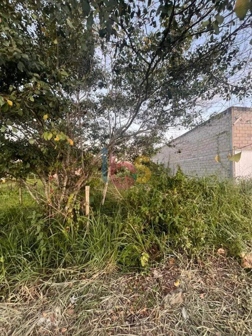 Excelente Lote Jóia do Atlântico - Foto 2