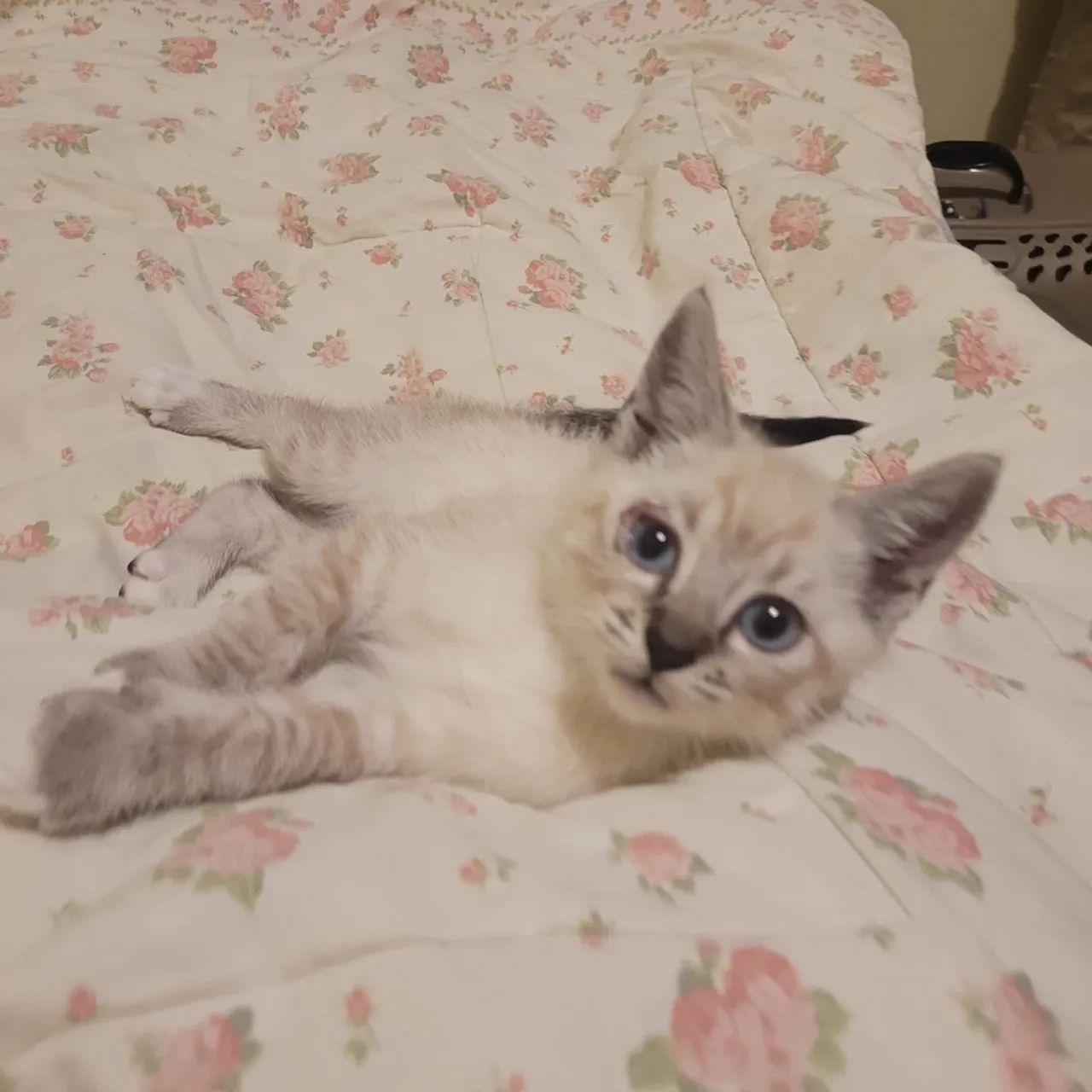 Doação do denguinho - Foto 2