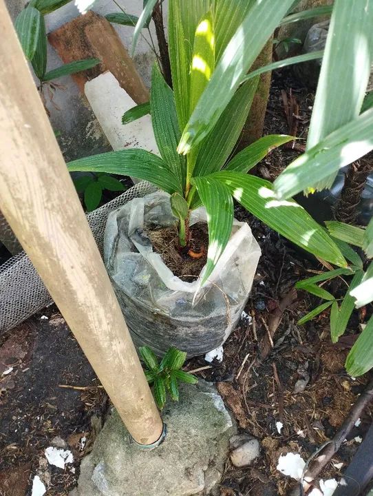 Mudas de coqueiro coco Anão - Foto 5