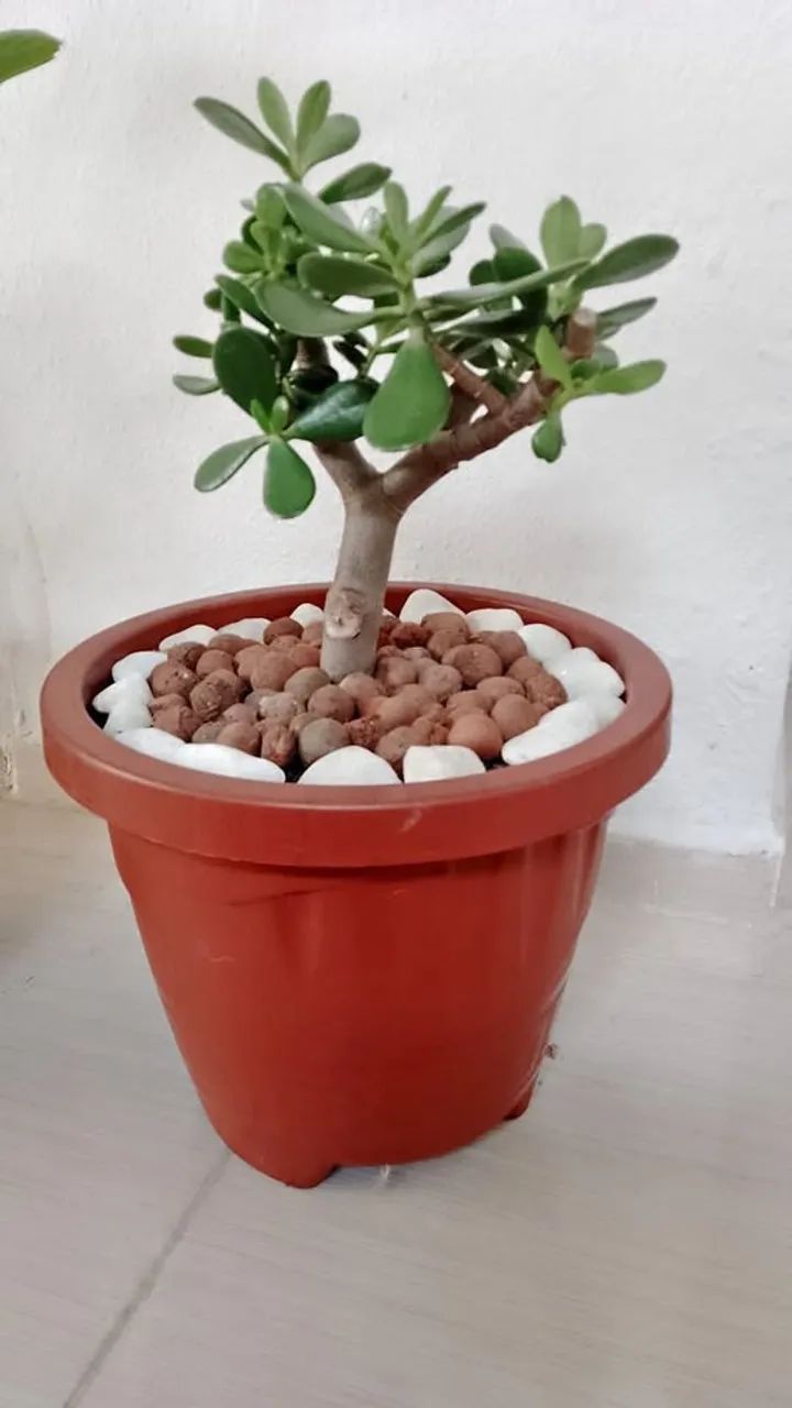 Planta conduzida no estilo Bonsai  Jade (Crassula Ovata)  - Foto 3