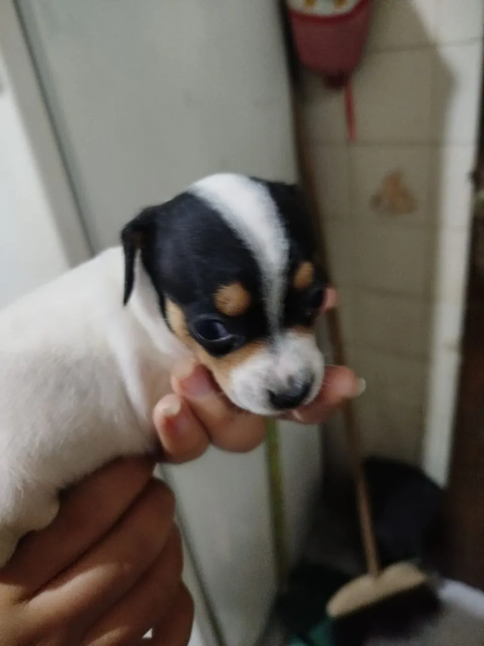 Filhote de pinscher 