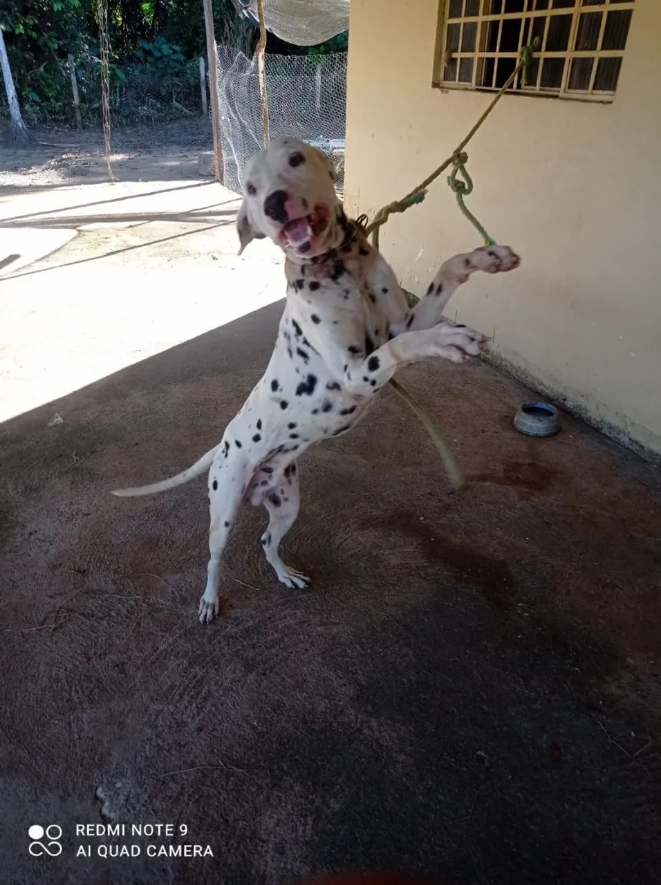 Dálmata brincalhão
