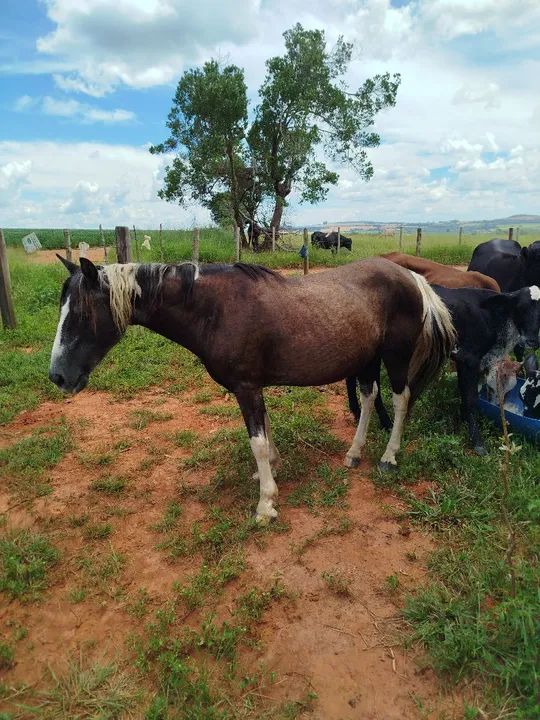 Cavalo Pampa  - Foto 4