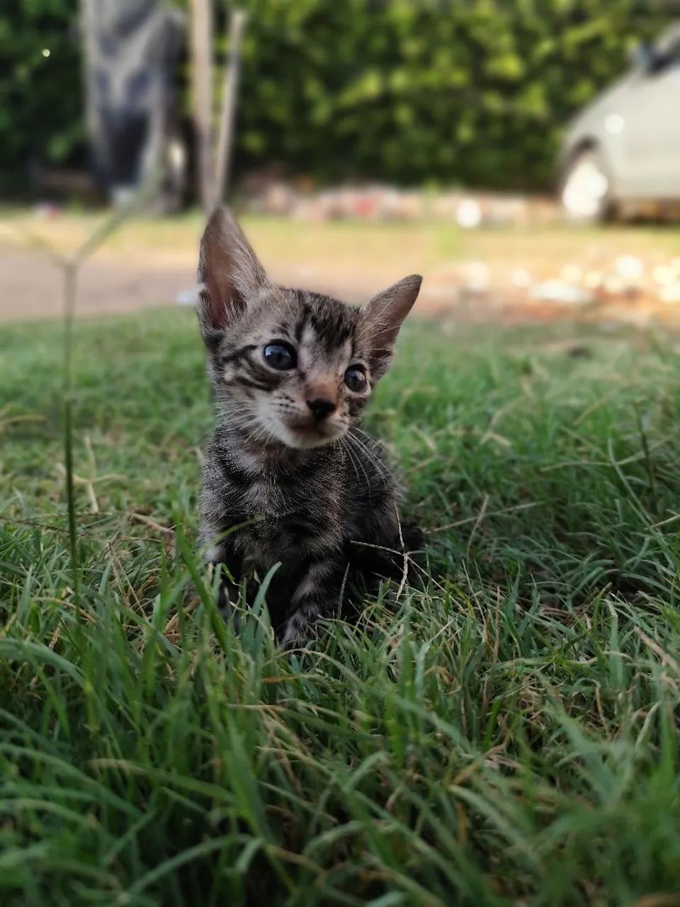 Gatinhos fofinhos para adoção responsável - Foto 4