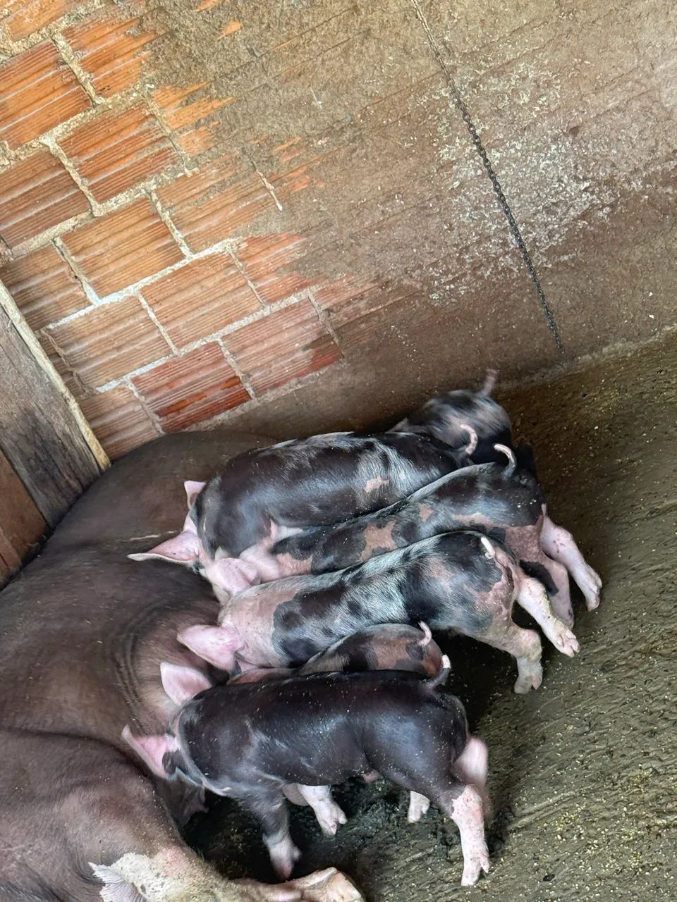 Leitoes pietrain  - Foto 5