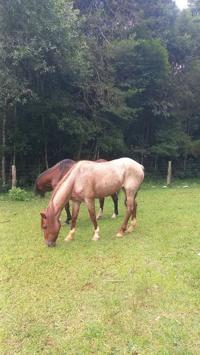 Cavalo Mangalarga Marchador - Foto 5