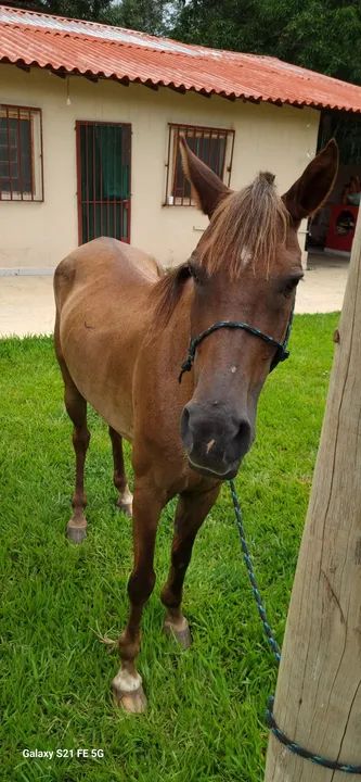 Cavalo lazao com 9 ano de idade