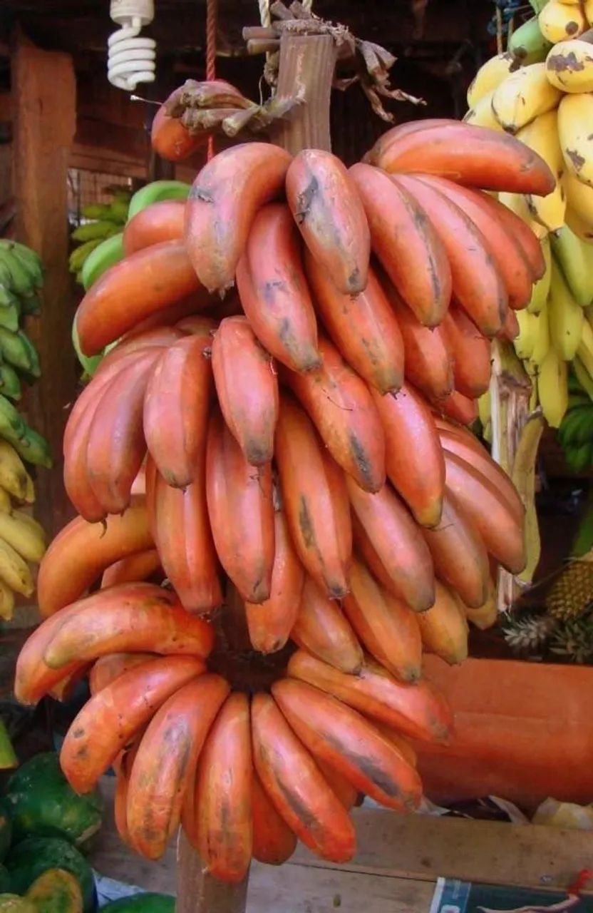 Frutifera Mudas de Banana Vermelha