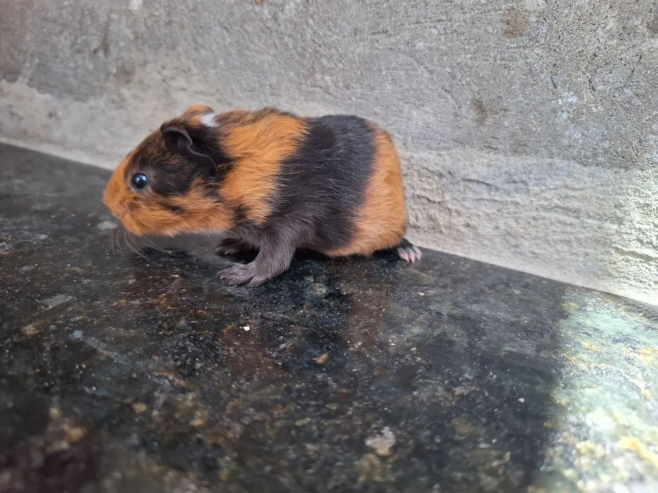 Porquinho da india sheltie  - Foto 4