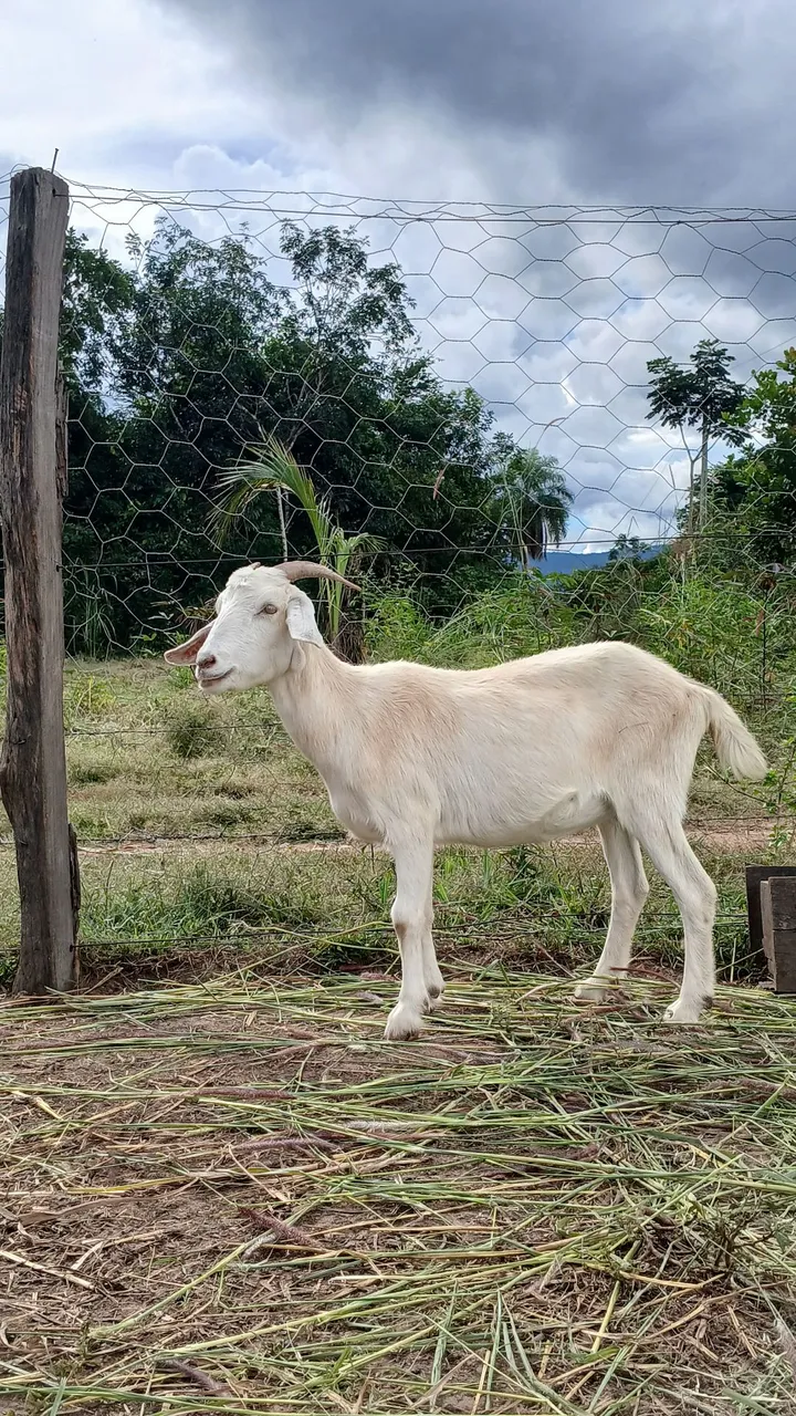 Cabra bode 