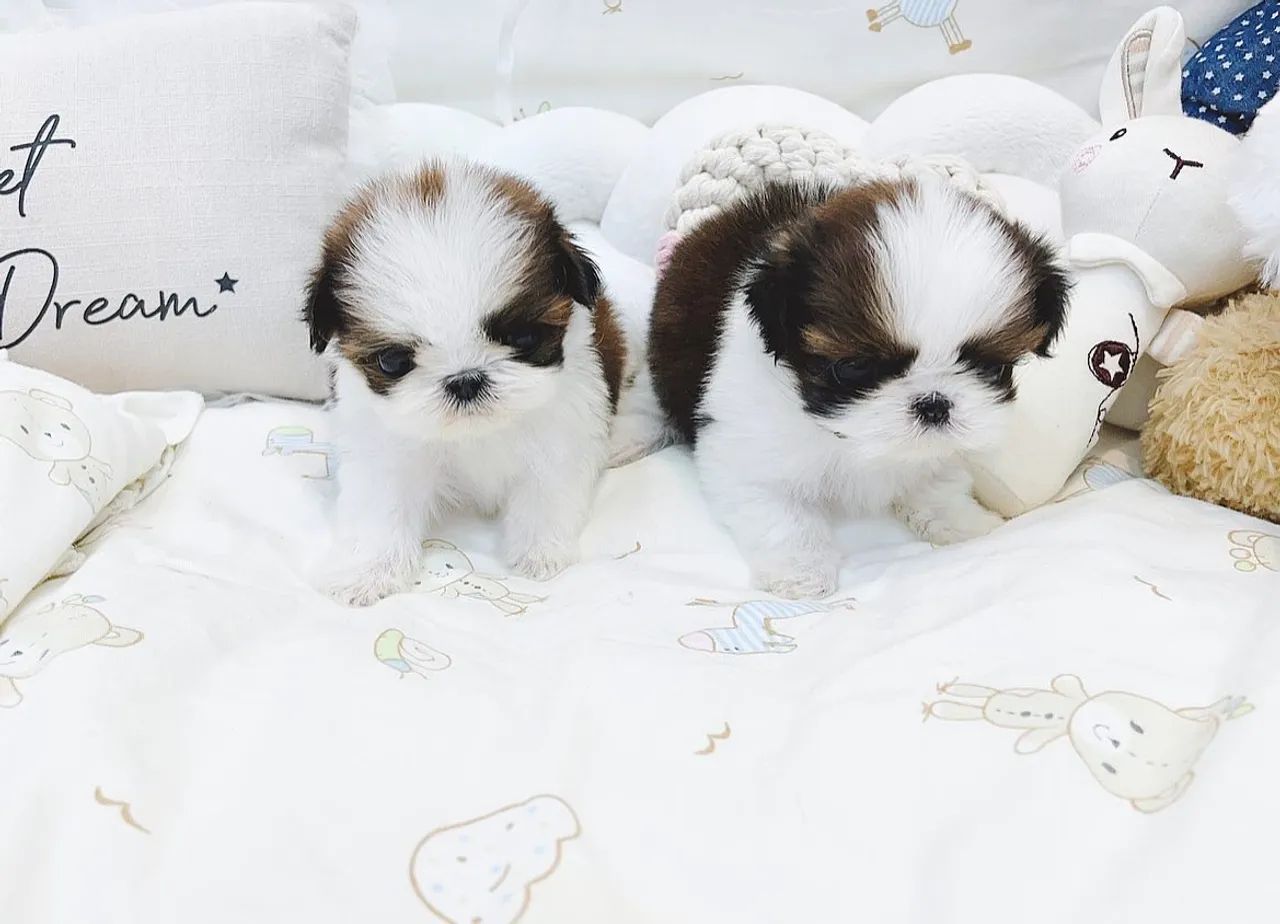 Shih tzu Mini 