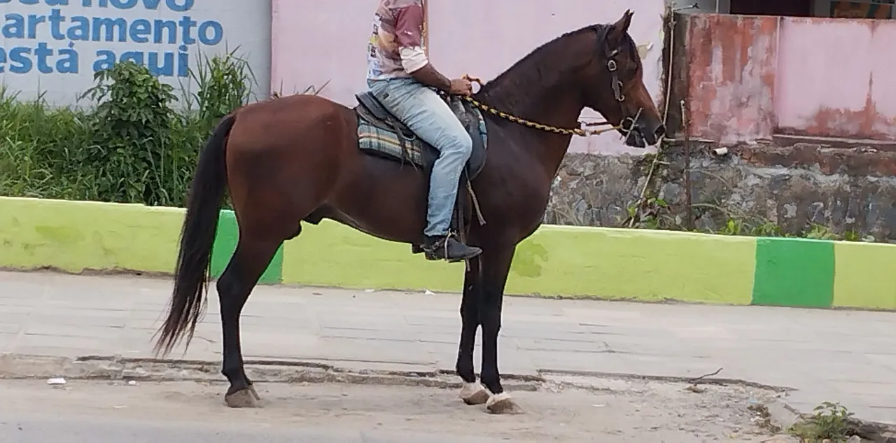 Cavalo Mangalarga Marchador para venda