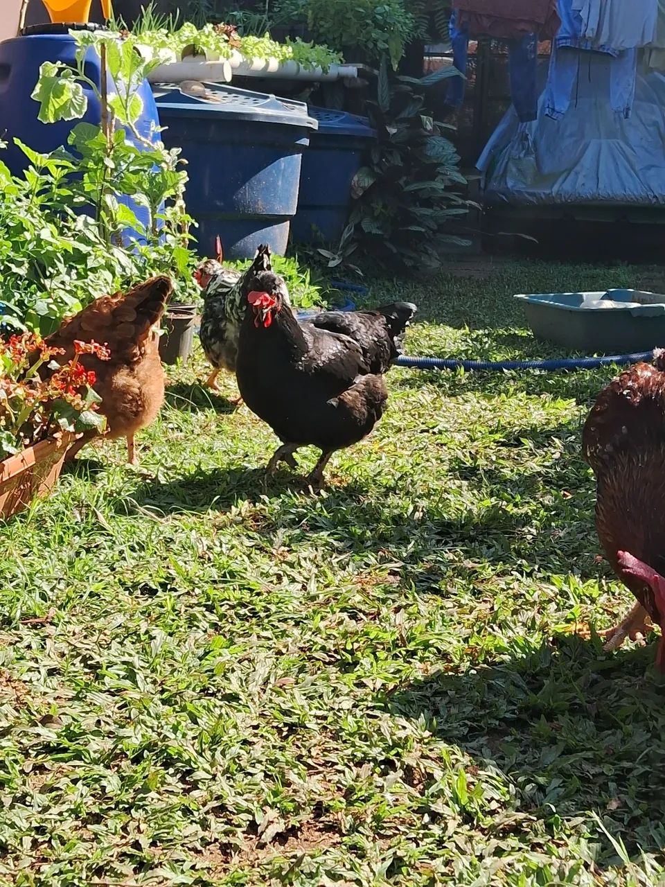 Ovos GSB galinha balão - PROMOÇÃO  - Foto 5