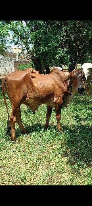 Gado  - Foto 3