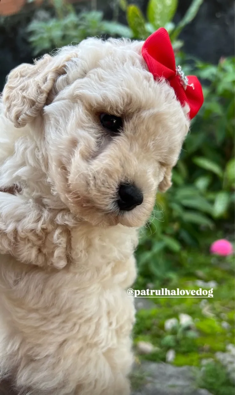 Filhote de Poodle Toy machos e fêmeas
