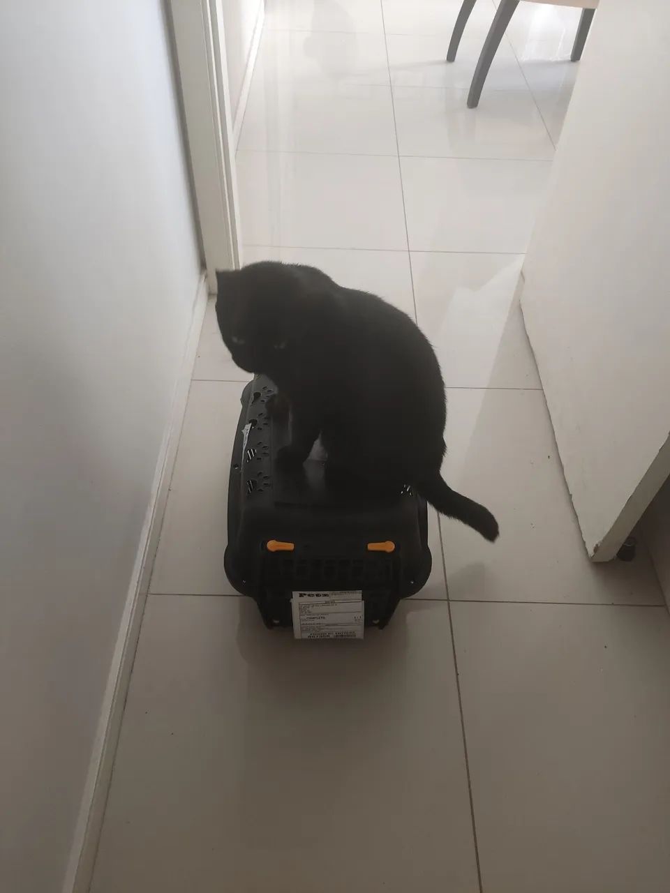 Caixa de Transporte para Gato e Cachorro