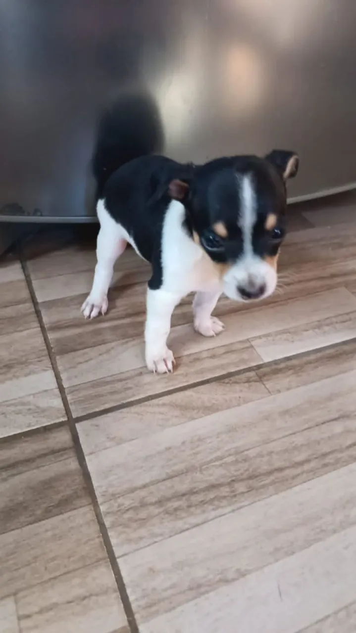 Filhote de Pinscher