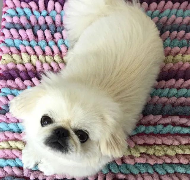 Pequinês Filhotes na Cor Branco - Foto 3