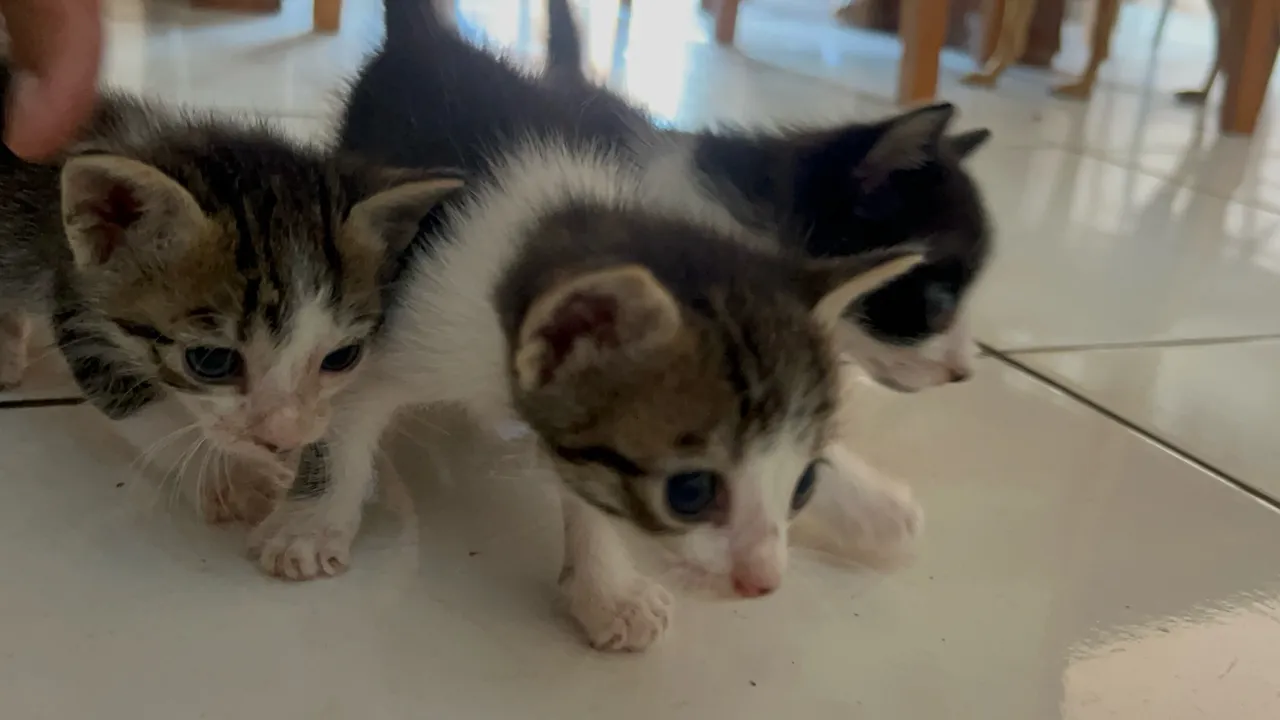 Gatinhos fofinhos para adoção!