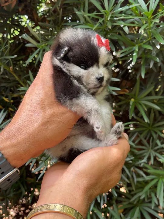 Lulu da pomerania femeas  - Foto 4