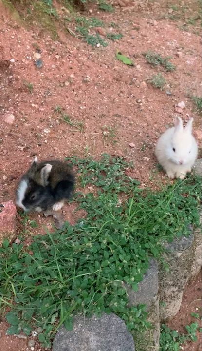 Vendo Coelhos - Foto 2