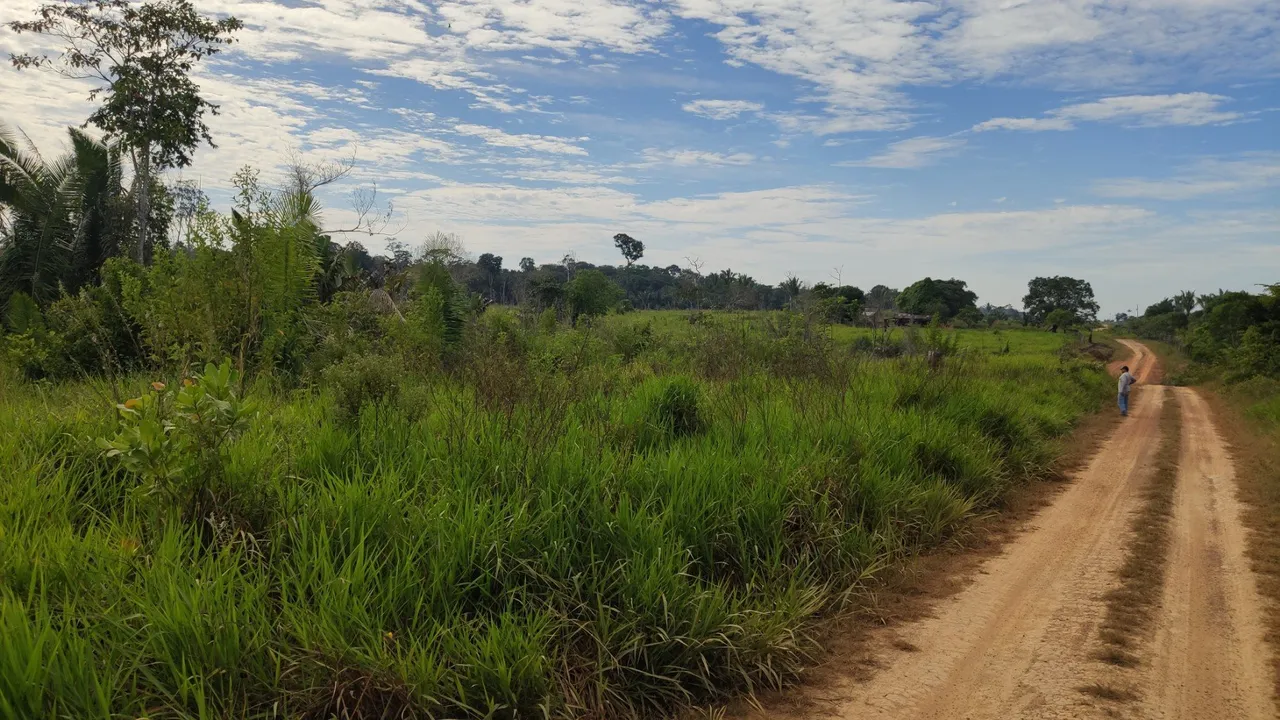 Vendo Sítio de 50 hectares (250x2000) Localizado na BR 319, Linha 17. Apenas 37 Km de Port