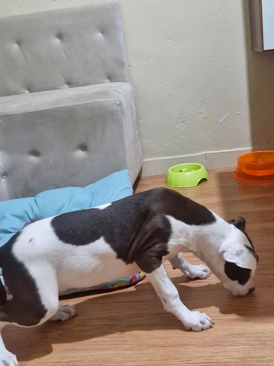 Filhote Pitbull - Foto 3