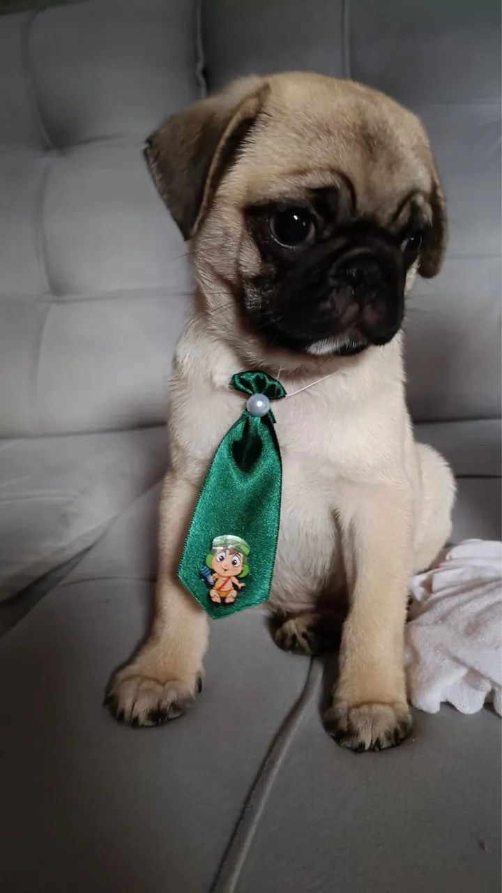 Pug filhote - Foto 2