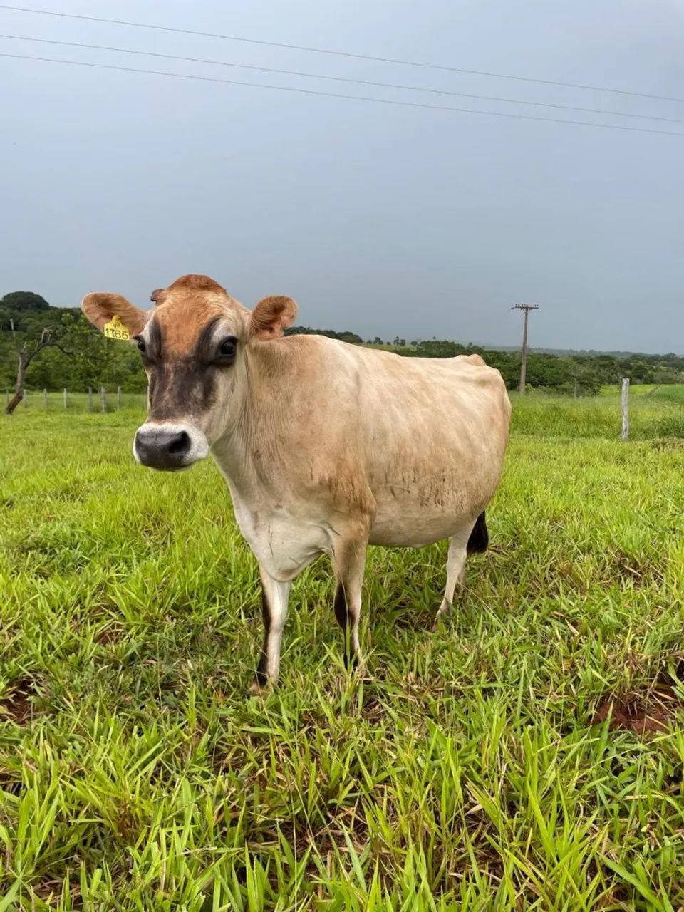 Venda de Vaca Leiteira Jersey 